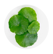 centella-asiatica