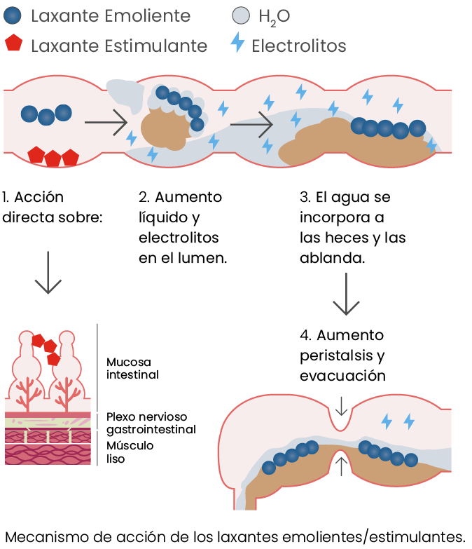 grafico-como-funciona-laxante