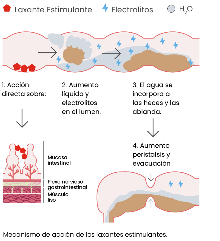 grafico-como-funciona-puntualsenna